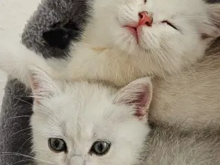 British shorthair Chinchilla 