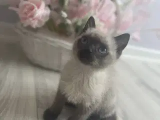 To dejlige charmerende killinger Siameser/Ragdoll