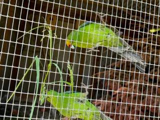 Springparakitter