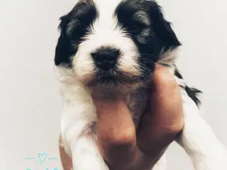 Bichon Havanais DKK 