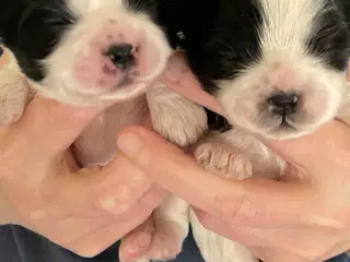Shih tzu hvalpe 
