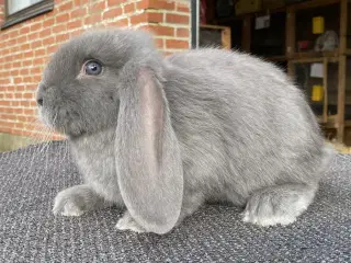 FRANSK VÆDDER HAN BLÅ