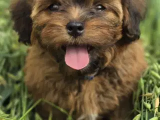 Shihpoo 
