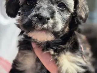 Chinese crested