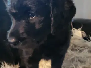 Labra Doodle Hvalpe 