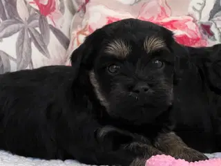 Søde & Dejlige Bichon Havanais 