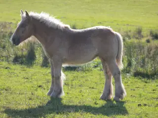 Jydsk hest - føl