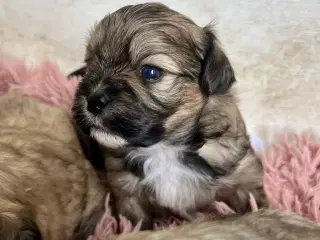 Allergivenlige blandingshvalpe Pudel / Shih Tzu