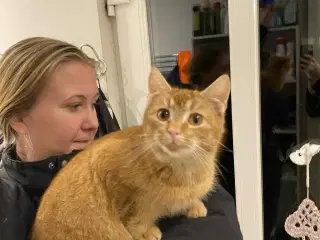 Røde kattekillinger