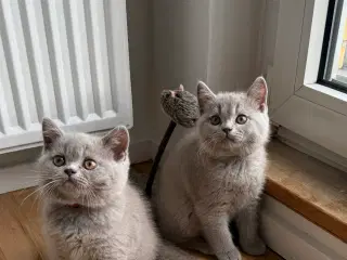 British Shorthair killinger med stamtavle