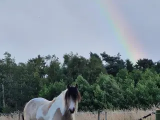 Smuk Irish Cob hoppe