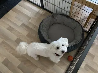 Små maltipoo 