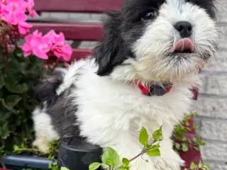 Shih  tzu-mor/ Coton de Tulear-far