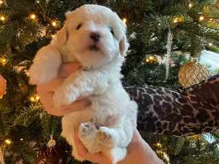 Coton De Tulear hvalpe