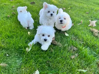 Bichon malteser/havanais 