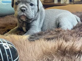 New english bulldog/ Fluffy Frenchie hvalpe