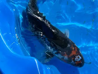 Koi karper fra 30-55cm 