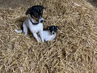 Dansk svensk gårdhund