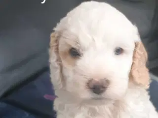 Super lækre Cockerpoo 