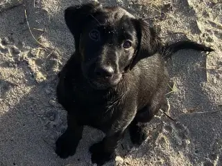 Skøn labradortæve med stamtavle. Alder 16 uger