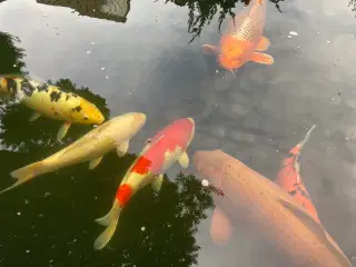 Koi m stamtavle Kohaku 70-80 cm.Koisan 2009.
