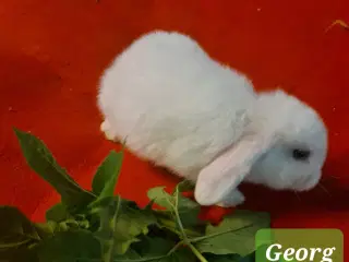 Kaninunger Mini Lop 