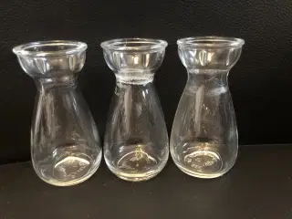 3 vaser i glas til løgplanter