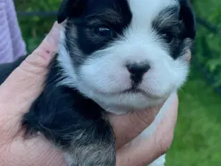 Lhasa apso hvalpe DKK 