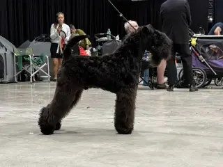 Kerry Blue Terrier 