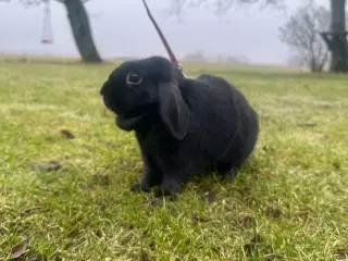 2 kaniner gives væk “GRATIS”