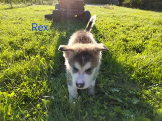 Alaskan malamute hvalpe 5 uger