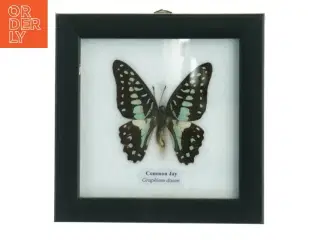 Indrammet sommerfugl (str. 12 x 12 cm)