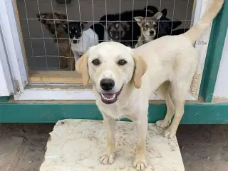 Labrador mix søger hjem