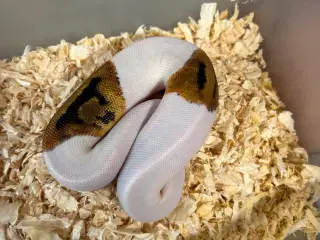 0.2 pied pos het albino