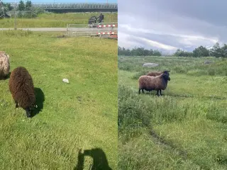 Får besætning sælges