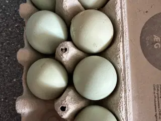 Rugeæg Creme Legbar