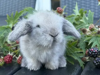 Lion lop