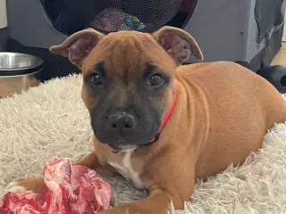 Hvalp Staffordshire bull terrier