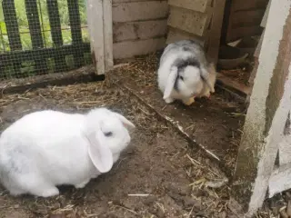 2 super søde kaniner.