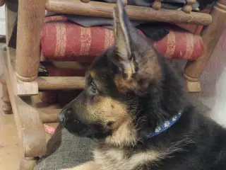 Schæfer hvalp (han)