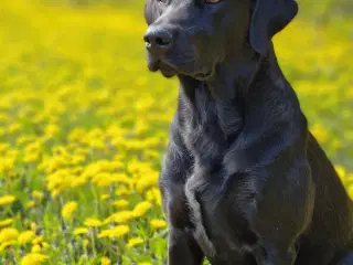 Labrador Retriever jagthvalpe med DKK stamtavle –