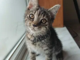 Main Coon Bla. 🐈