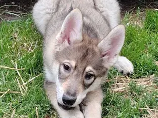 Tamaskan/Tinberdog/Inuitdoh