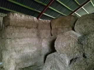 hø/halm sælges 