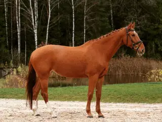 Allround KWPN mare for sale