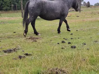 Børnevenlig Shetlænder hoppe