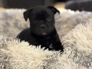 Staffordshire Bull Terrier