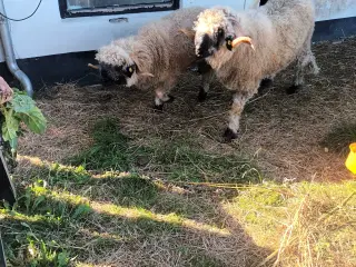 Wallis Blacknose får