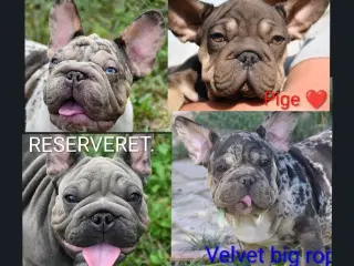 Fransk bulldog. NEDSAT!