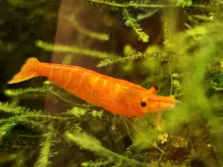 Neocaridina davidi – Orange Sunkist